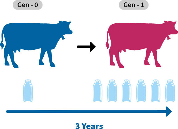 Embryo transfer