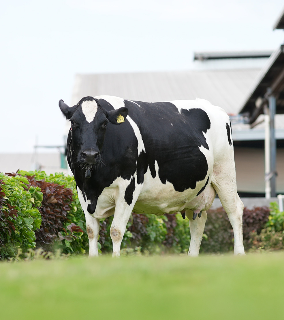 Godrej Cattle Genetics specializes in